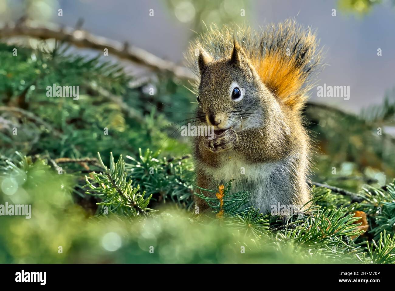 A red squirrel "Tamiasciurus hudsonicus", sitting on a spruce tree branch feeding on some spruce cones. Stock Photo