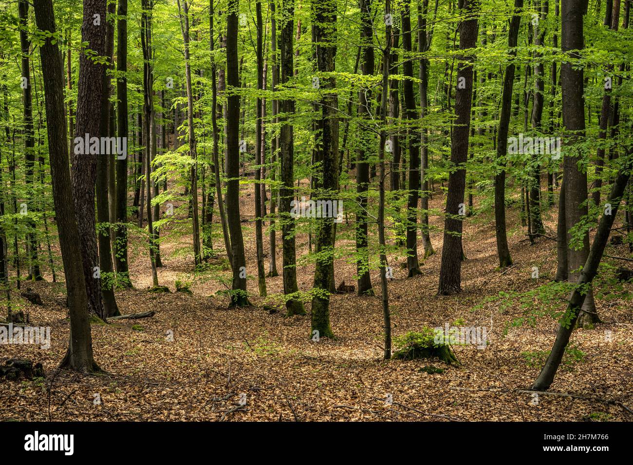 Mixed forest in the Palatinate Forest, Hermersbergerhof, Rhineland-Palatinate, Germany Stock Photo