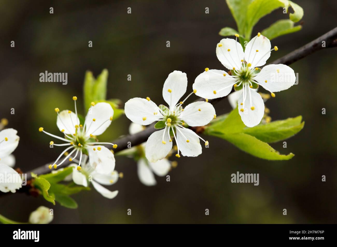 Defocused floral background with cherry blossoms on green leaves Stock ...