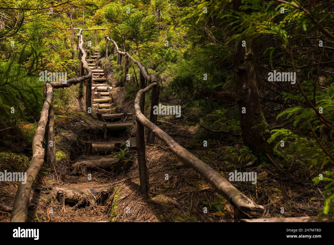 A rustic hiking trail with steps in the lush green forest of the Azores island of Terceira Stock Photo