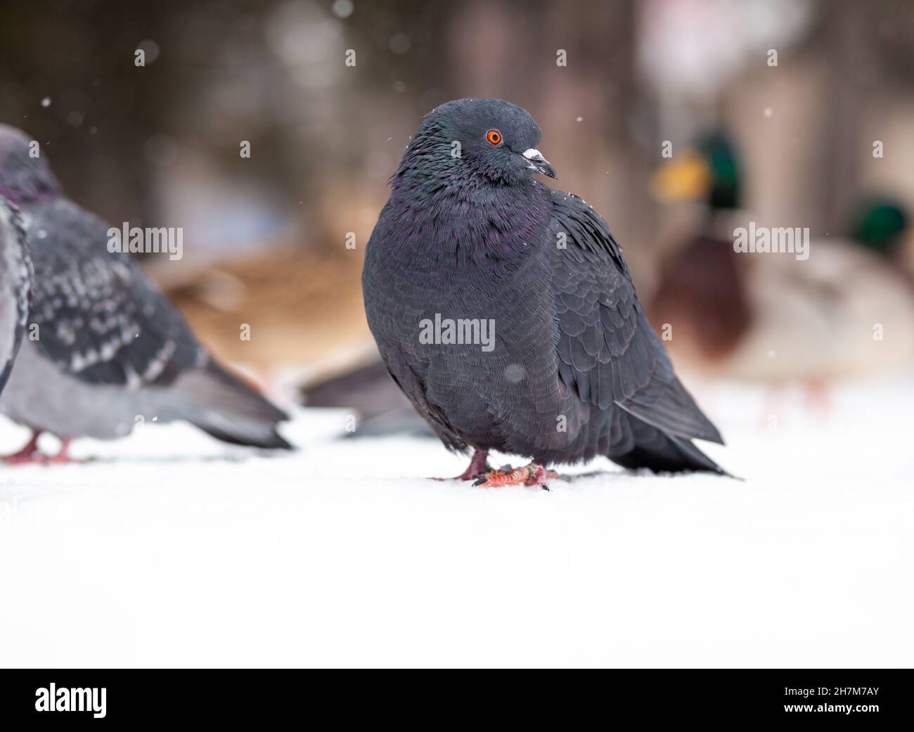 Beautiful pigeons sit in the snow in the city park in winter. Stock Photo