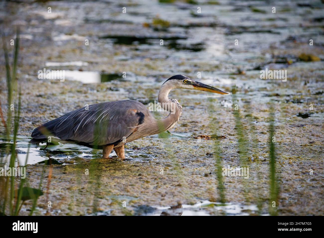 Heron in a swamp Stock Photo Biology Diagrams