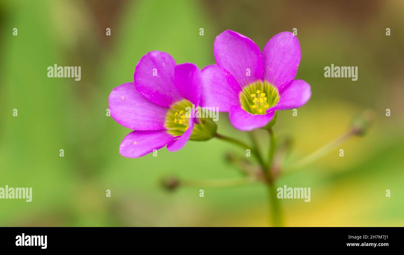 oxalis plant flower, commonly called wood sorrel or false shamrock plant, pink dainty blooms in the garden, closeup Stock Photo