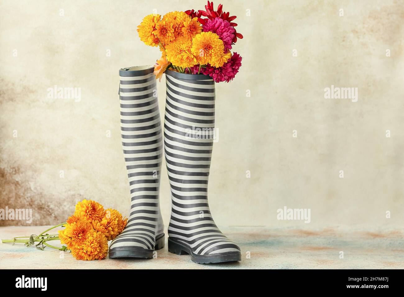 Rubber boots and beautiful chrysanthemum flowers on light background ...