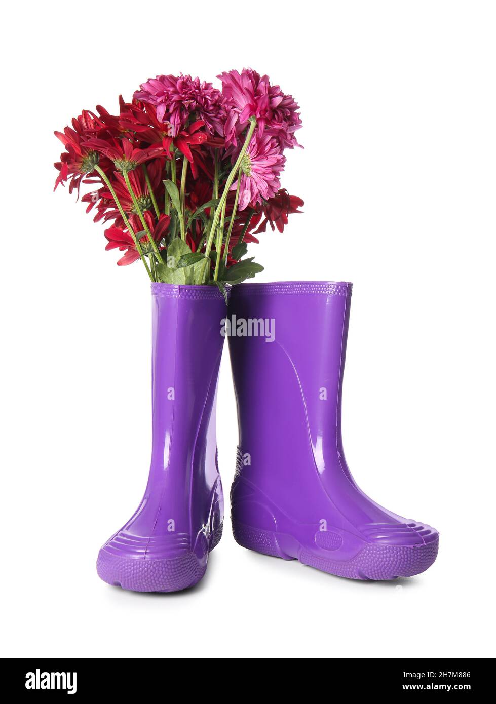 Rubber boots and beautiful autumn flowers isolated on white background ...