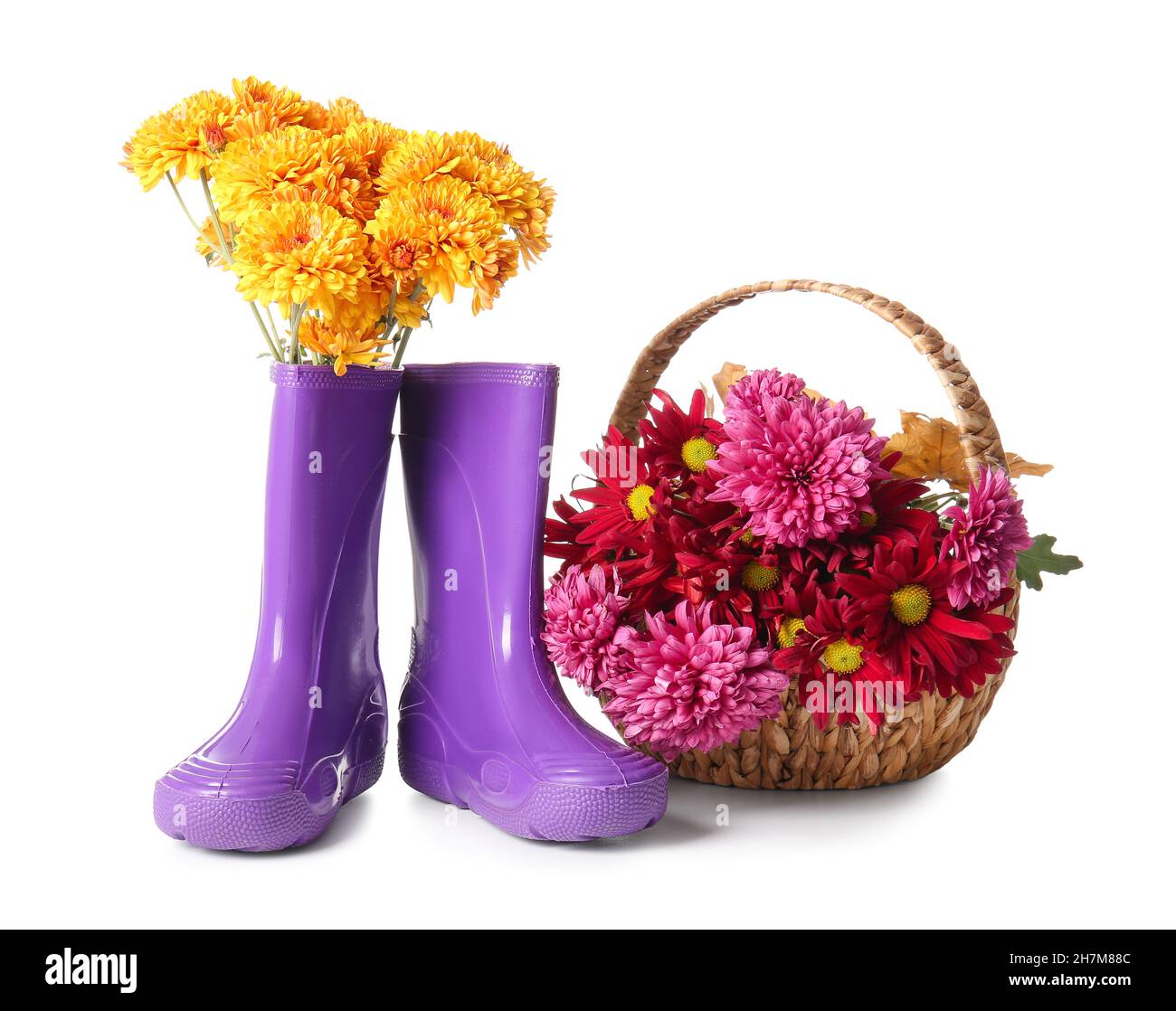 Rubber boots and basket with chrysanthemum flowers on white background ...