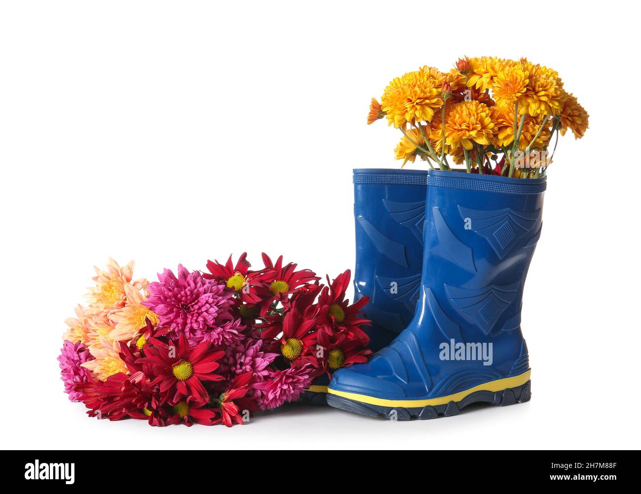Rubber boots and beautiful chrysanthemum flowers on white background ...