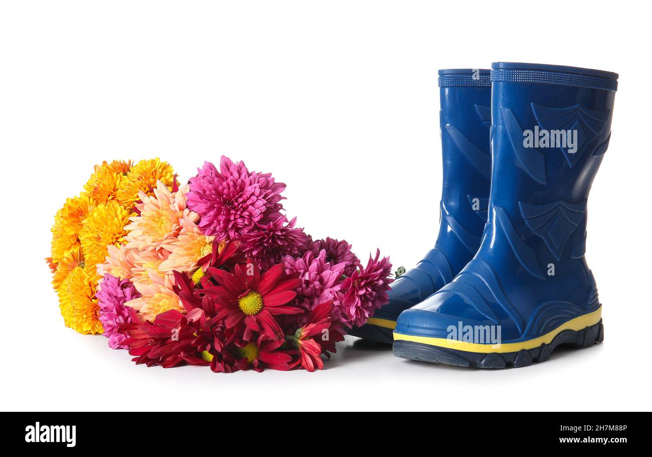 Rubber boots and beautiful chrysanthemum flowers on white background ...
