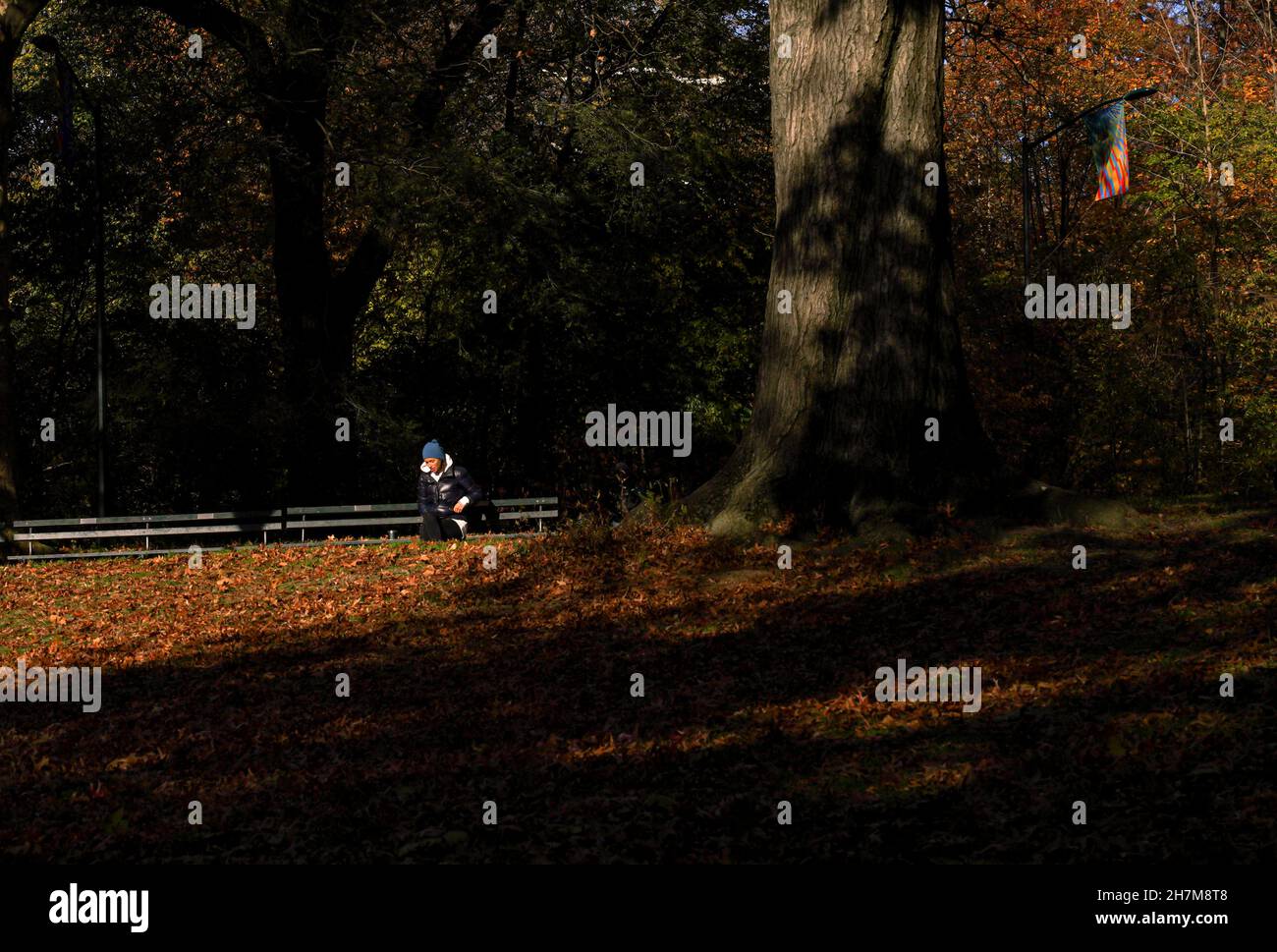 Woman sitting alone on a bench in Central Park, in the fall, amid colorful trees. Stock Photo