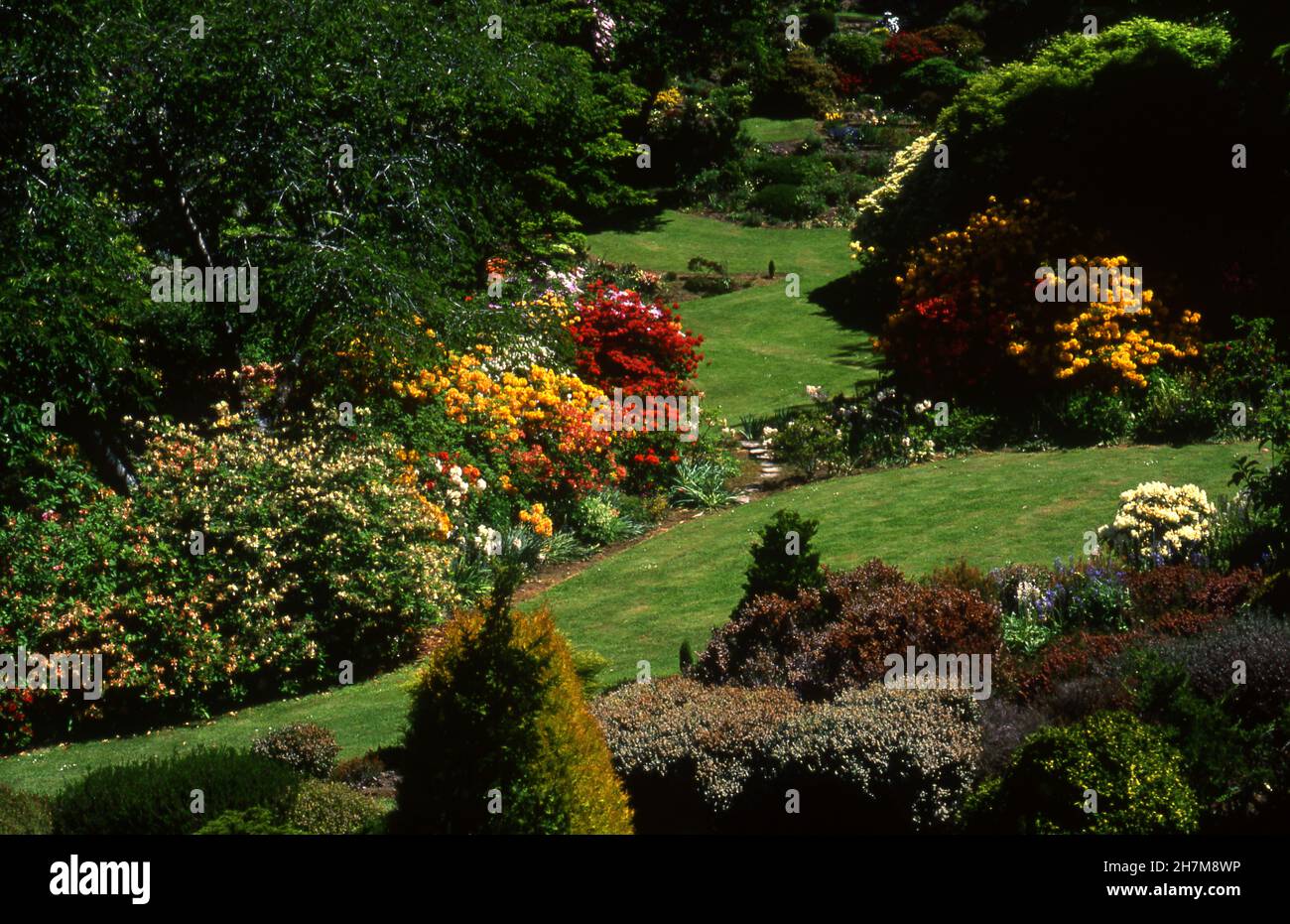 SLOPING GARDEN, LAWN, TREES, SHRUBS, RHODENDRONS, AZALEAS, CONIFERS AND HEATH. BLUE MOUNTAINS, NEW SOUTH WALES, AUSTRALIA. Stock Photo