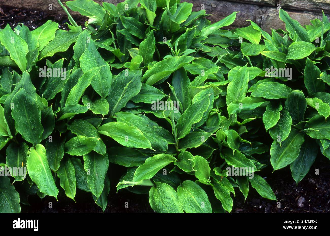 ELETTARIA CARDAMOMUM (COMMONLY KNOWN AS GREEN OR TRUE CARDAMOM) Stock Photo
