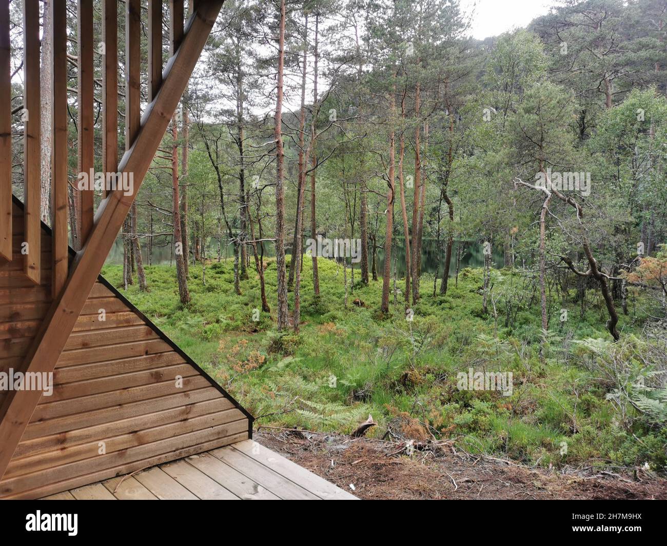 View of a green forest from a wooden cottage Stock Photo - Alamy
