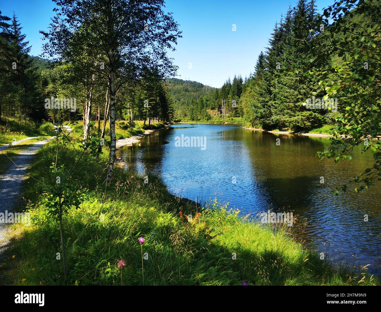 River in on a sunny day in the forest Stock Photo - Alamy