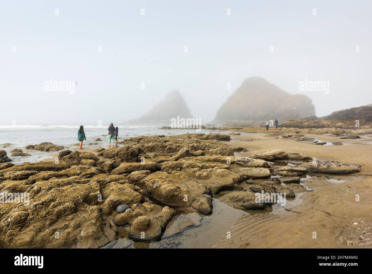 Early foggy morning Pacific coast visitors discovering wildlife in tidal pools at Heceta Head lighthouse beach, Oregon, United States Stock Photo