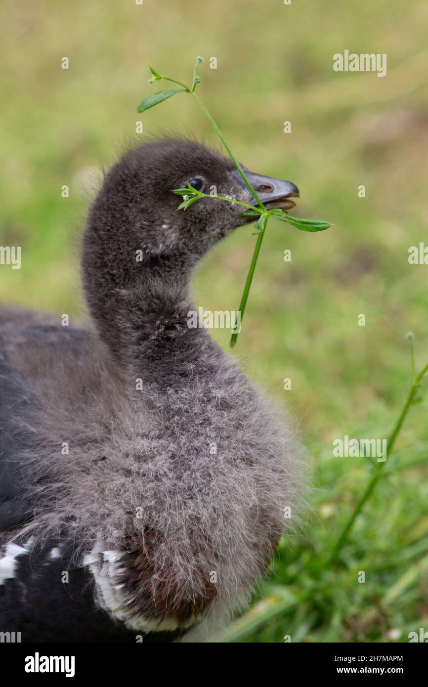 Red-breasted Goose (Branta ruficollis). Immature, juvenile bird or gosling. Feeding on supplied green flowering plant Goosegrass (Galium aparine). Stock Photo