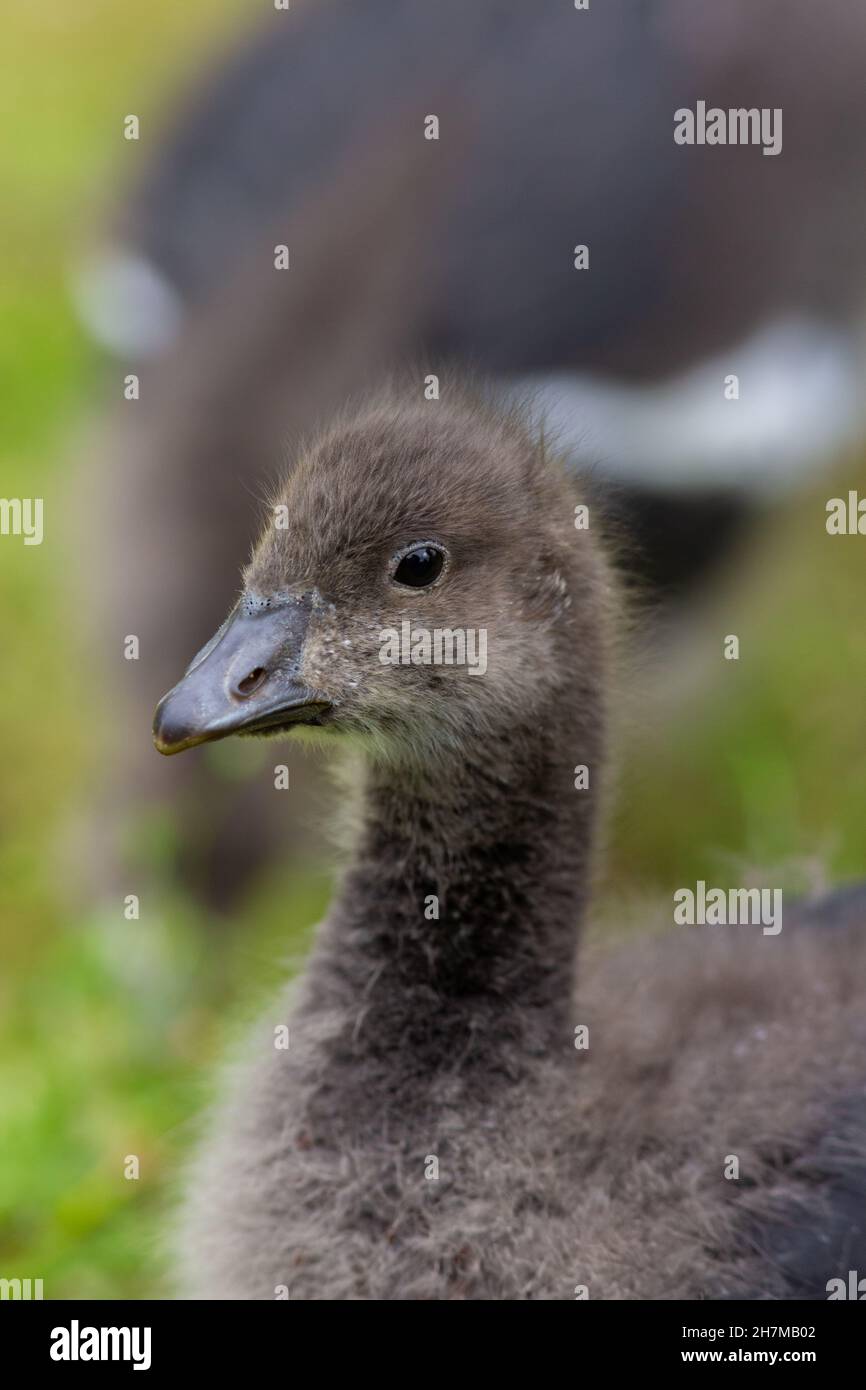 Red-breasted Goose (Branta ruficollis). Immature, juvenile bird or gosling. Close up of head and neck. Portrait. Down feathers. bill, beak adaptation. Stock Photo