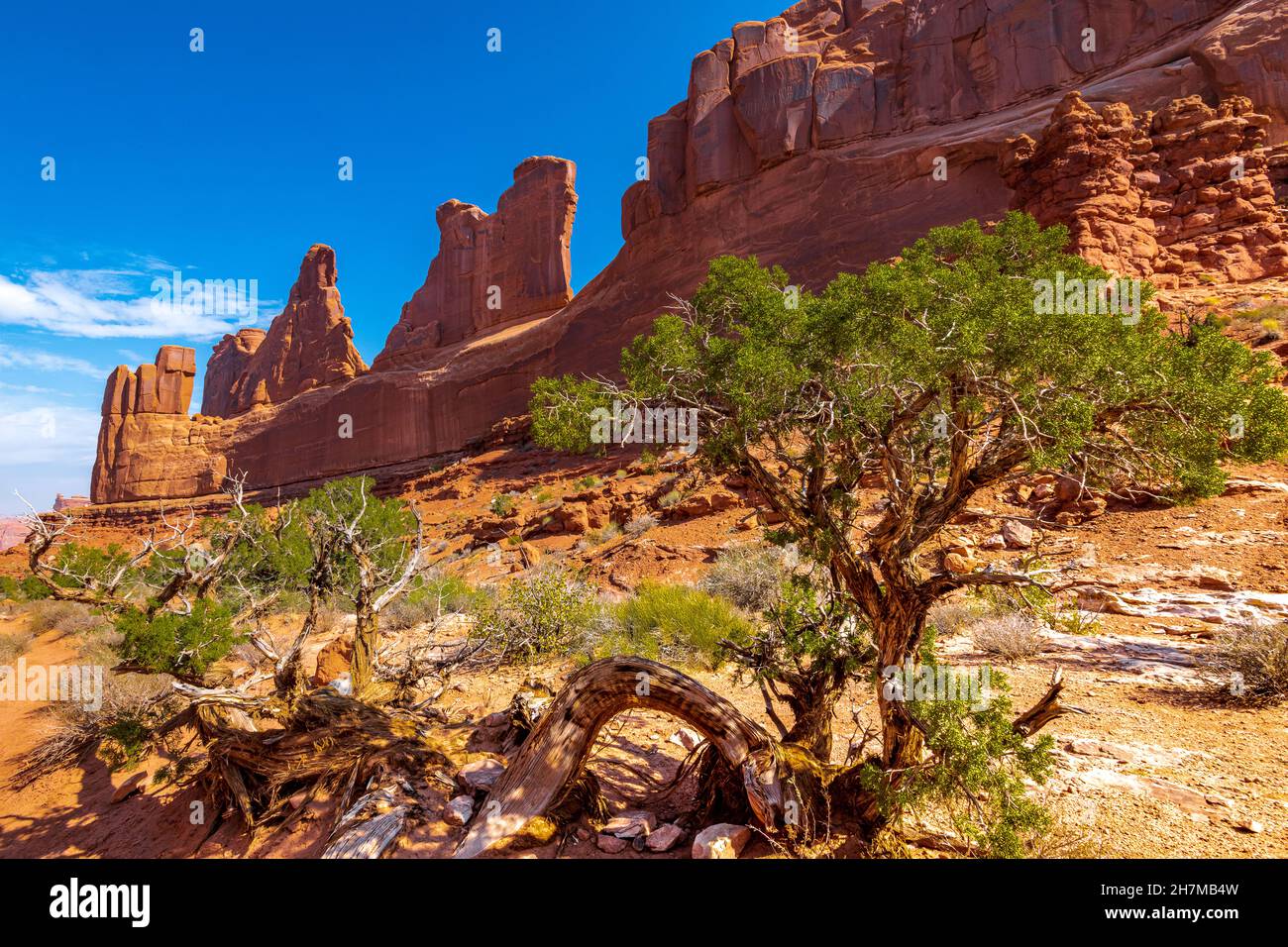 Pine trees growing along the trail in Arches National Park Stock Photo
