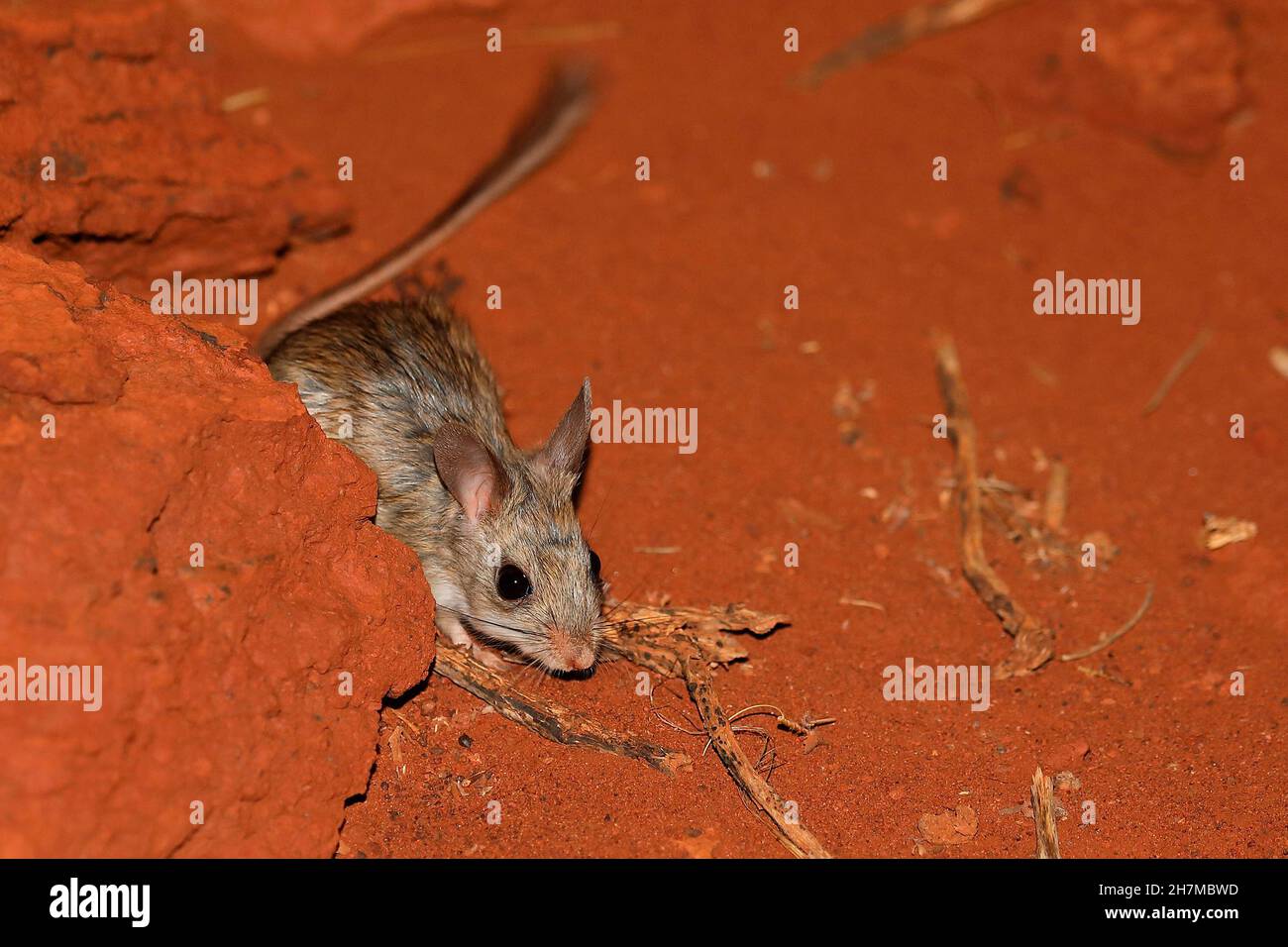 Mitchell’s hopping-mouse (Notomys mitchellii) on red sand. Yalgoo, Mid West region, Western Australia, Australia Stock Photo
