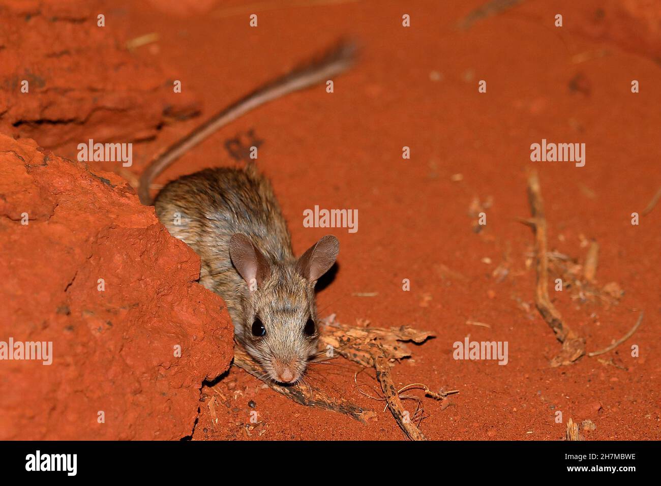 Mitchell’s hopping-mouse (Notomys mitchellii) on red sand. Yalgoo, Mid West region, Western Australia, Australia Stock Photo