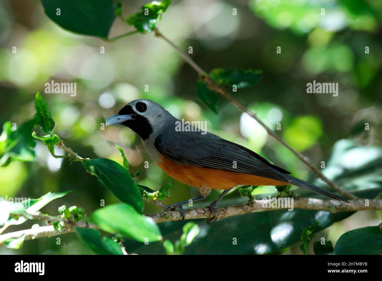 Black-faced monarch (Monarcha melanopsis) in a tree. Males and females have similar plumage. Lake Eacham, Crater Lakes National Park, Queensland, Aust Stock Photo