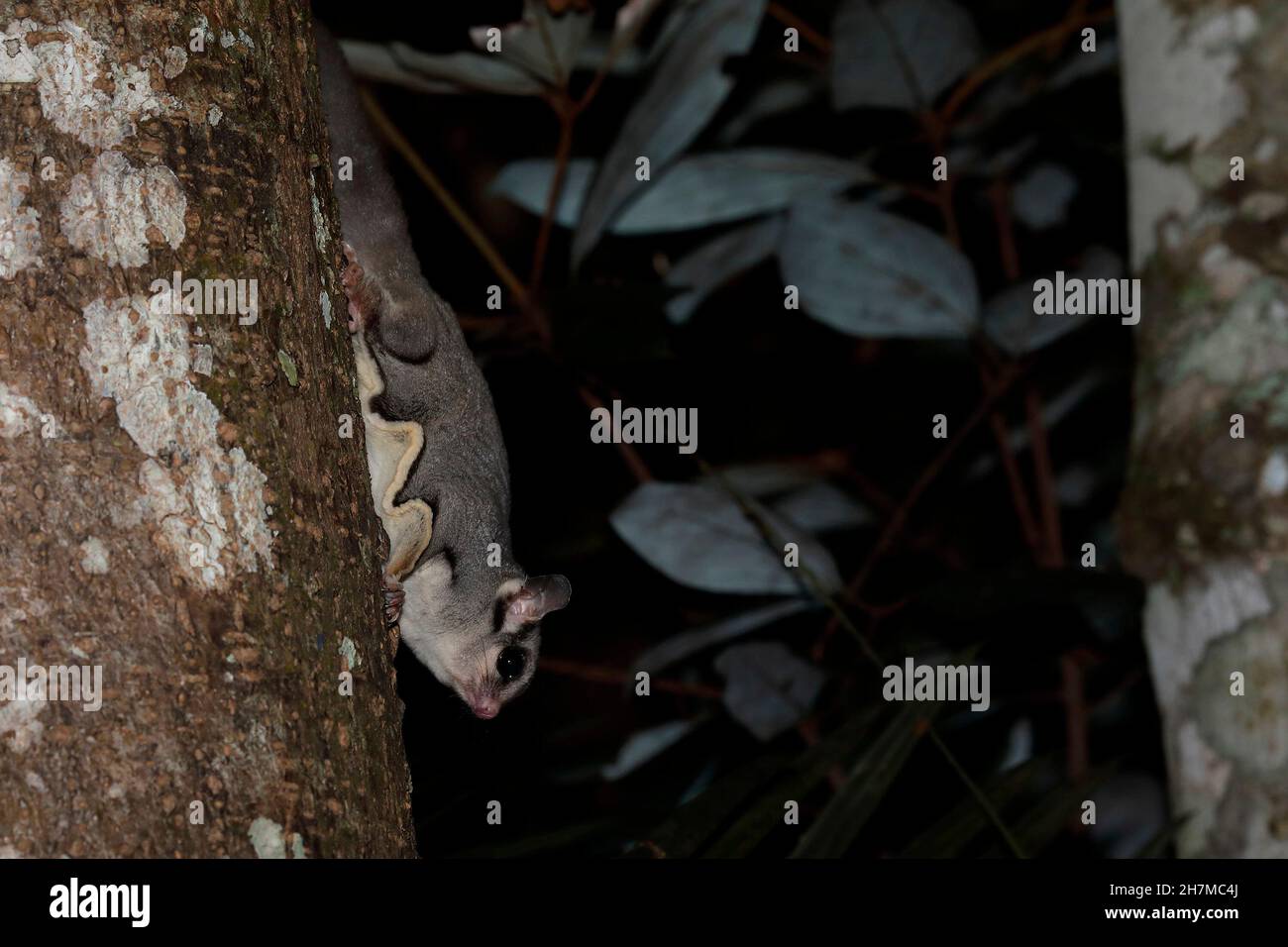 Sugar glider (Petaurus breviceps) descending a tree at night, showing the membrane that can be