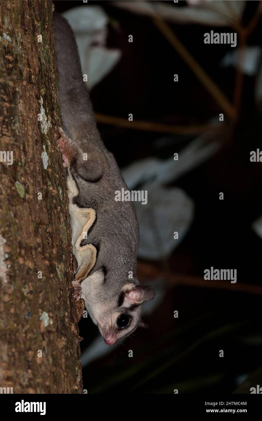 Sugar glider (Petaurus breviceps) descending a tree at night, showing the membrane that can be