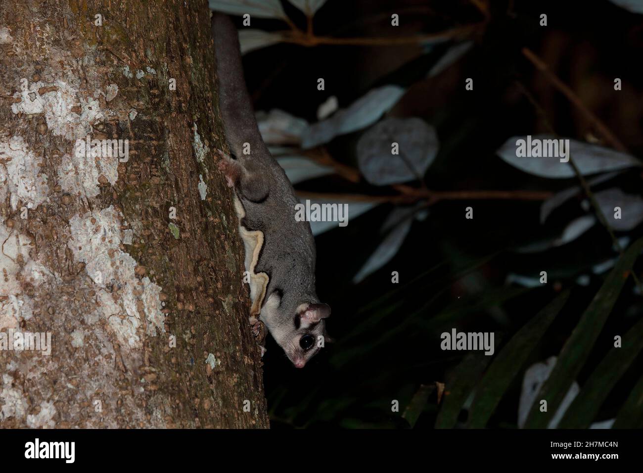 Sugar glider (Petaurus breviceps) descending a tree at night, showing the membrane that can be