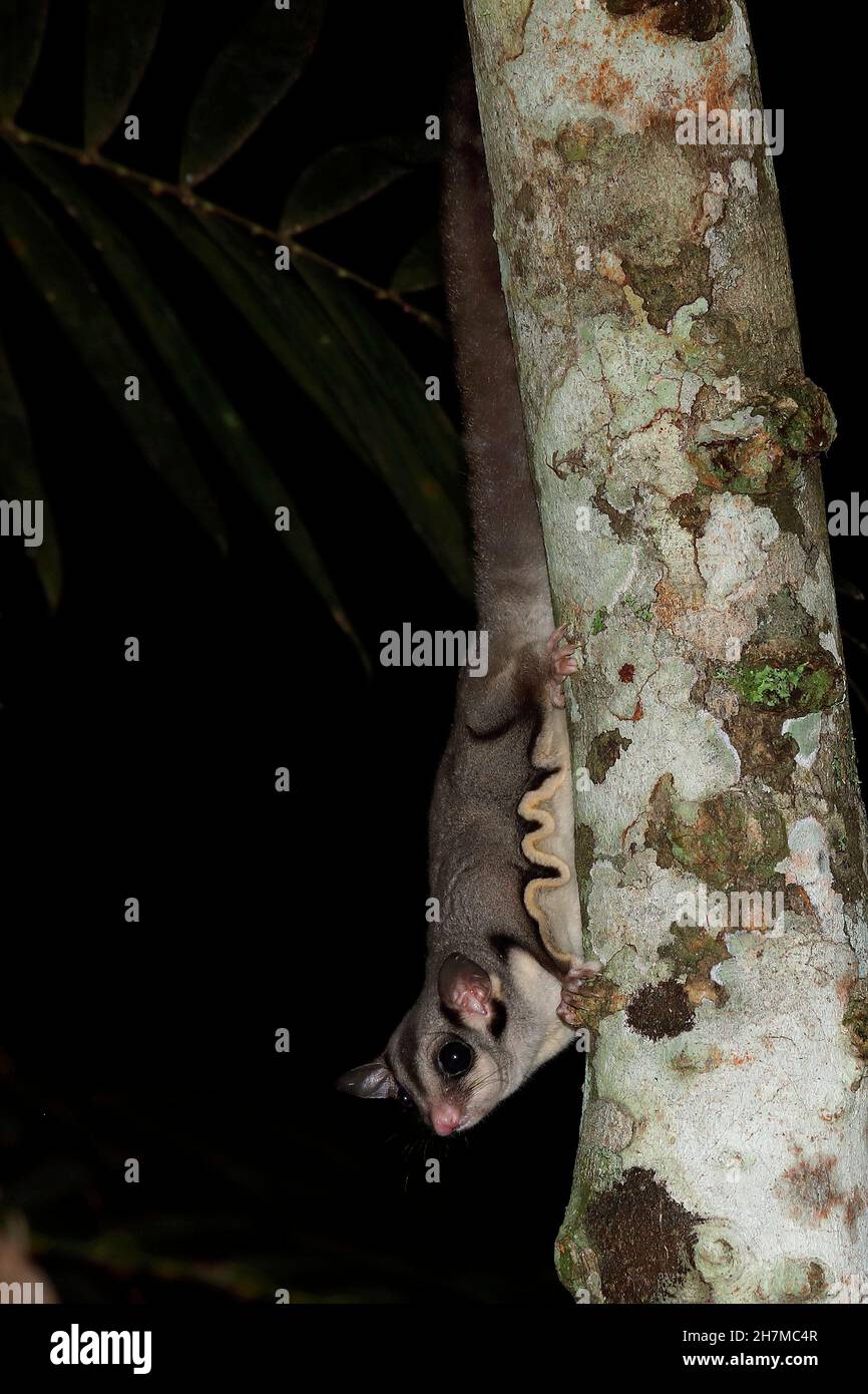 Sugar glider (Petaurus breviceps) descending a tree at night, showing the membrane that can be