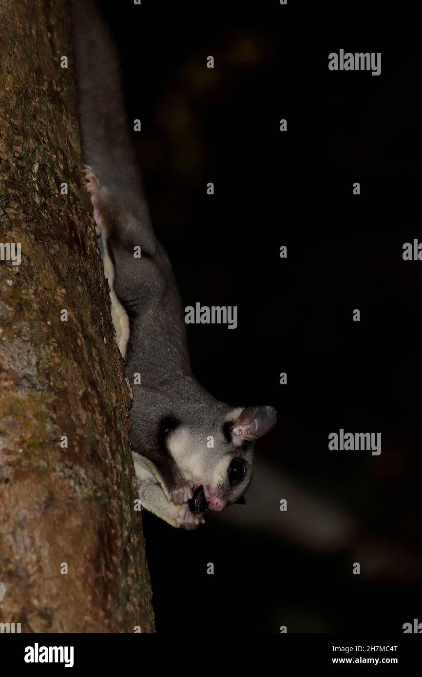 Sugar glider (Petaurus breviceps) at night on a tree trunk, head first, eating a beetle. Atherton Tableland, Queensland, Australia Stock Photo