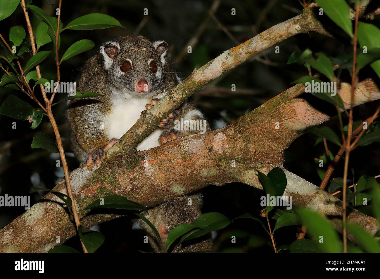 Green ringtail possum (Pseudochirops archeri) in a tree at night, showing the small white patches below the big eyes and small ears. It seldom comes t Stock Photo