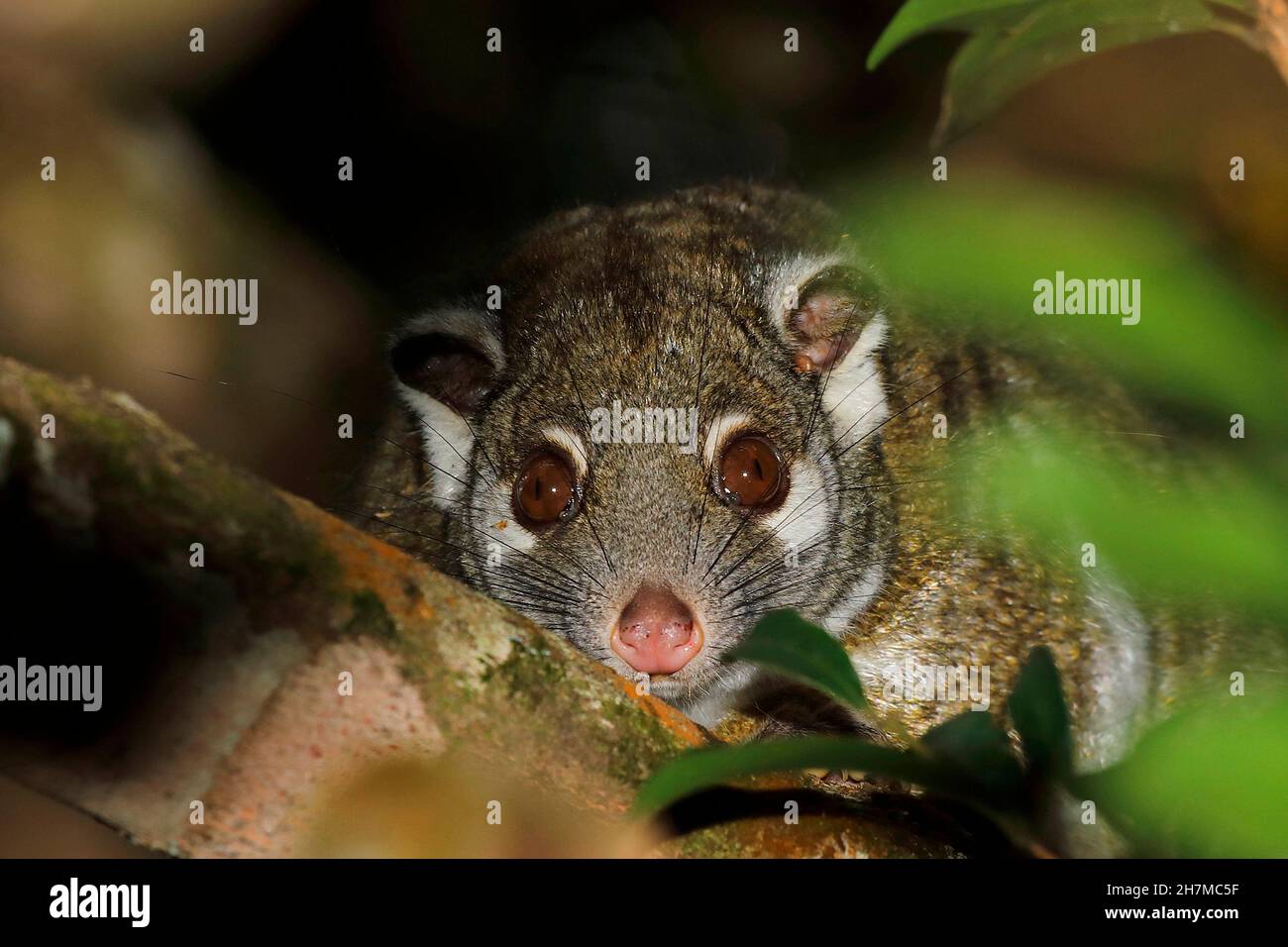 Green ringtail possum (Pseudochirops archeri) head of a possum in a tree at night, showing the small white patches below the big eyes and small ears. Stock Photo