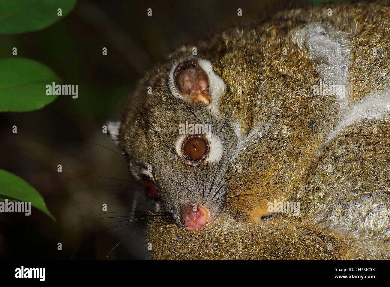 Green ringtail possum (Pseudochirops archeri) head of a possum resting in a tree at night showing the large eyes for its nocturnal lifestyle and the w Stock Photo