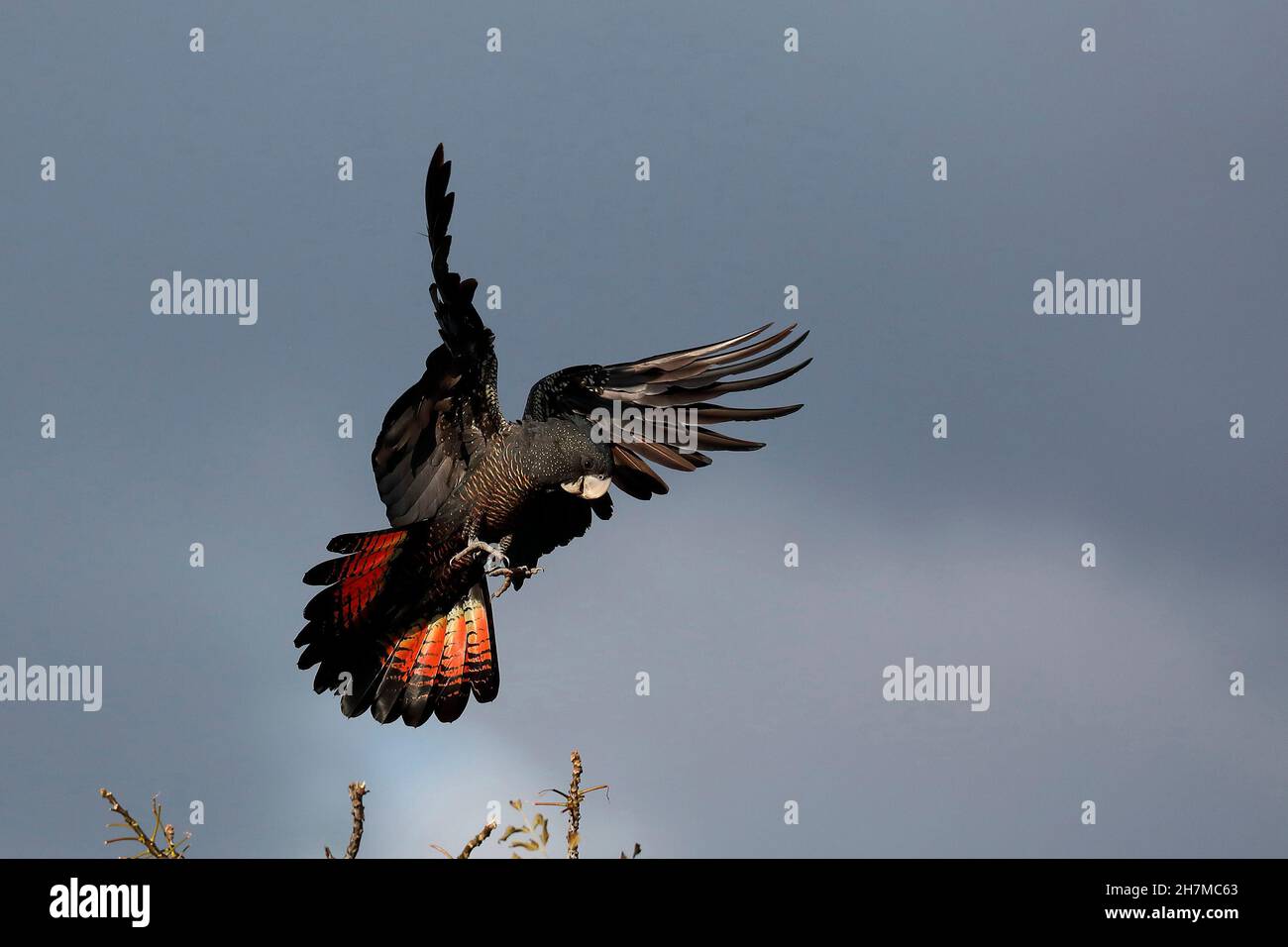 Forest redtailed blackcockatoo or Karrak (Calyptorhynchus banksii
