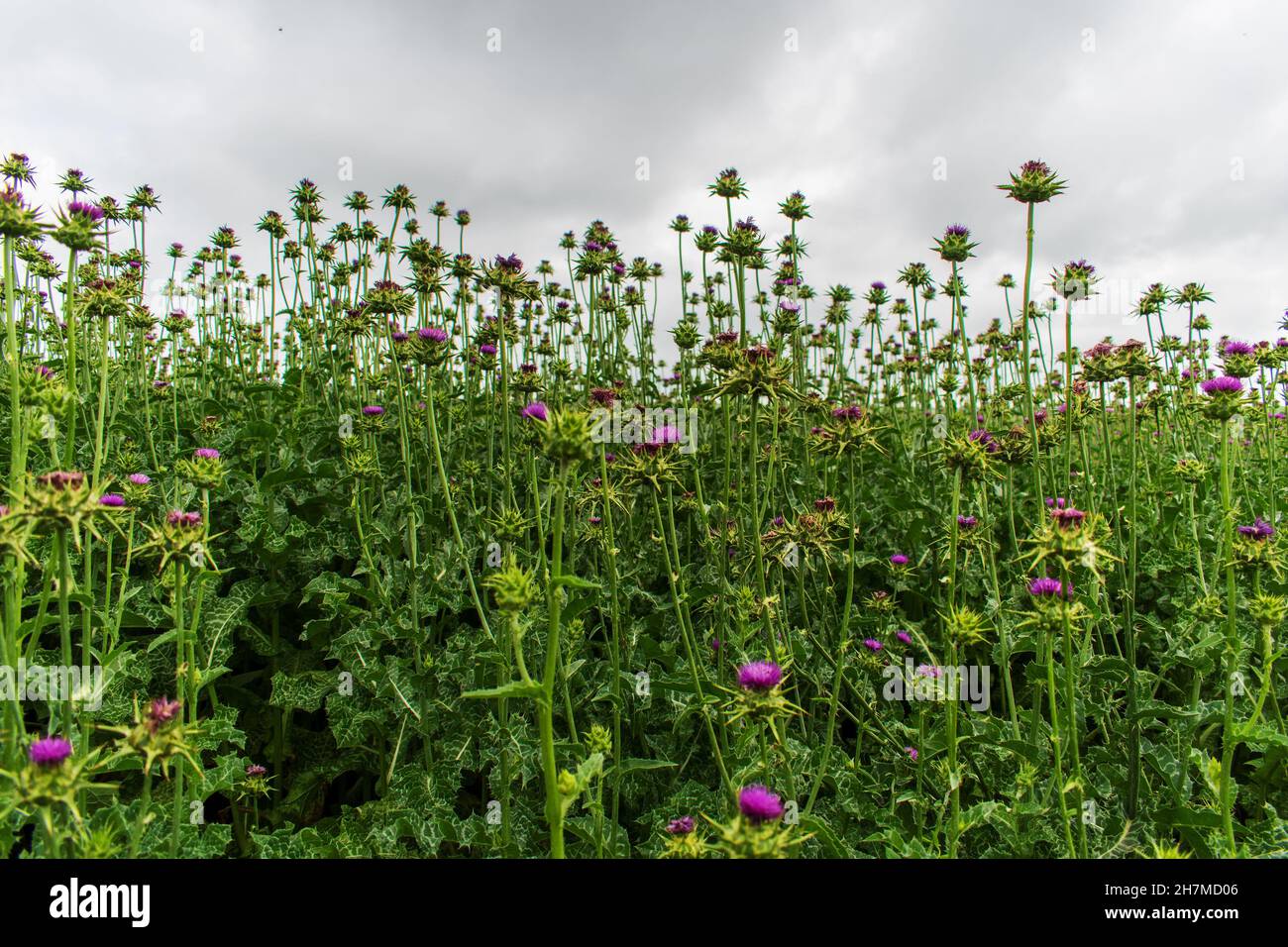 Silybum marianum. Large green field with blooming flowers. Stock Photo