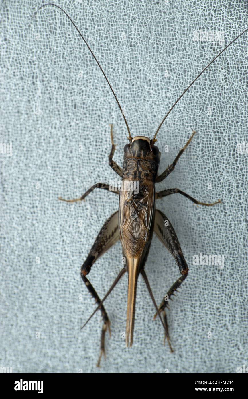 Field cricket insect, Satara, Maharashtra, India Stock Photo Alamy
