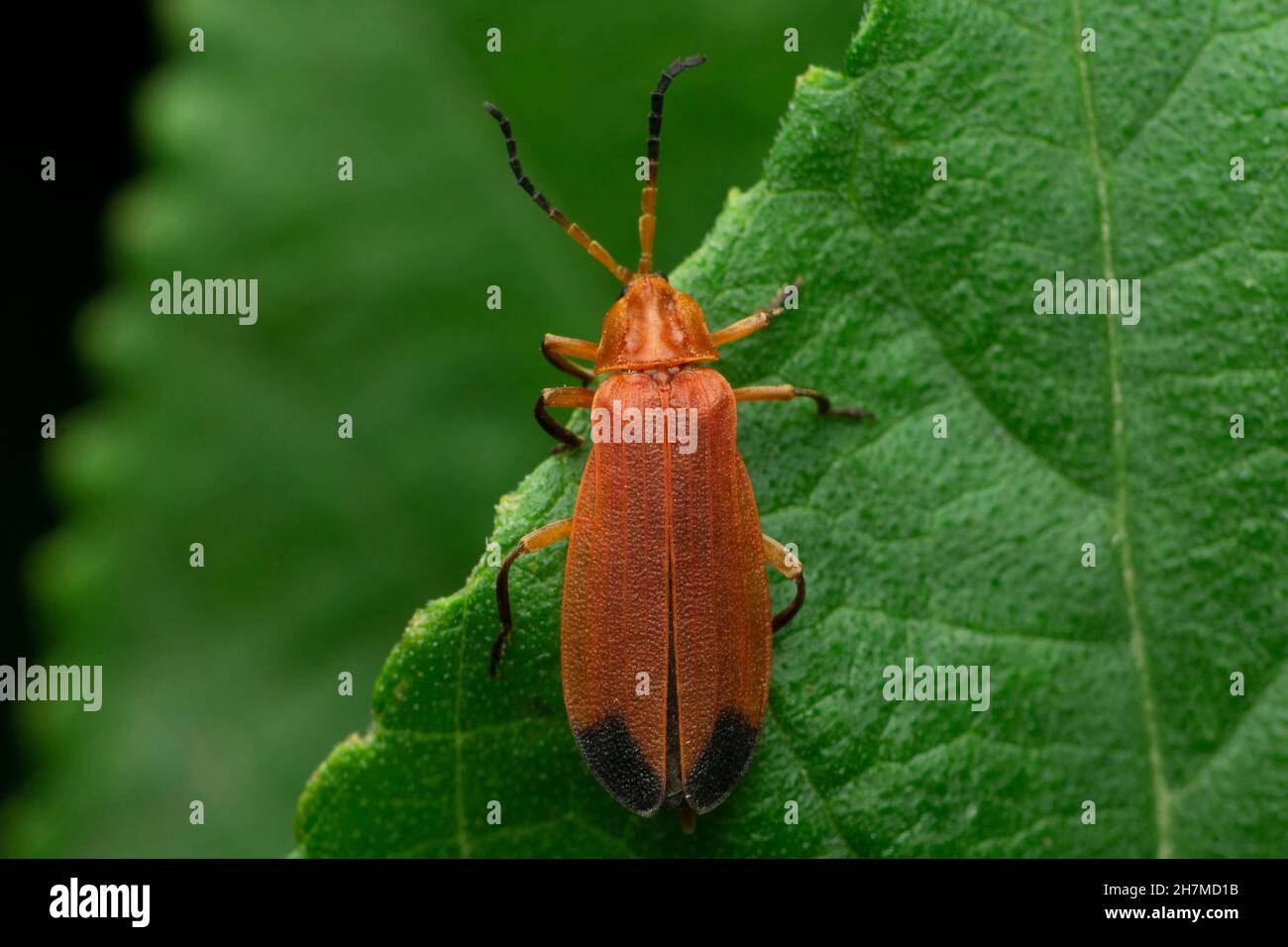 Firefly species, Satara, Maharashtra, India Stock Photo