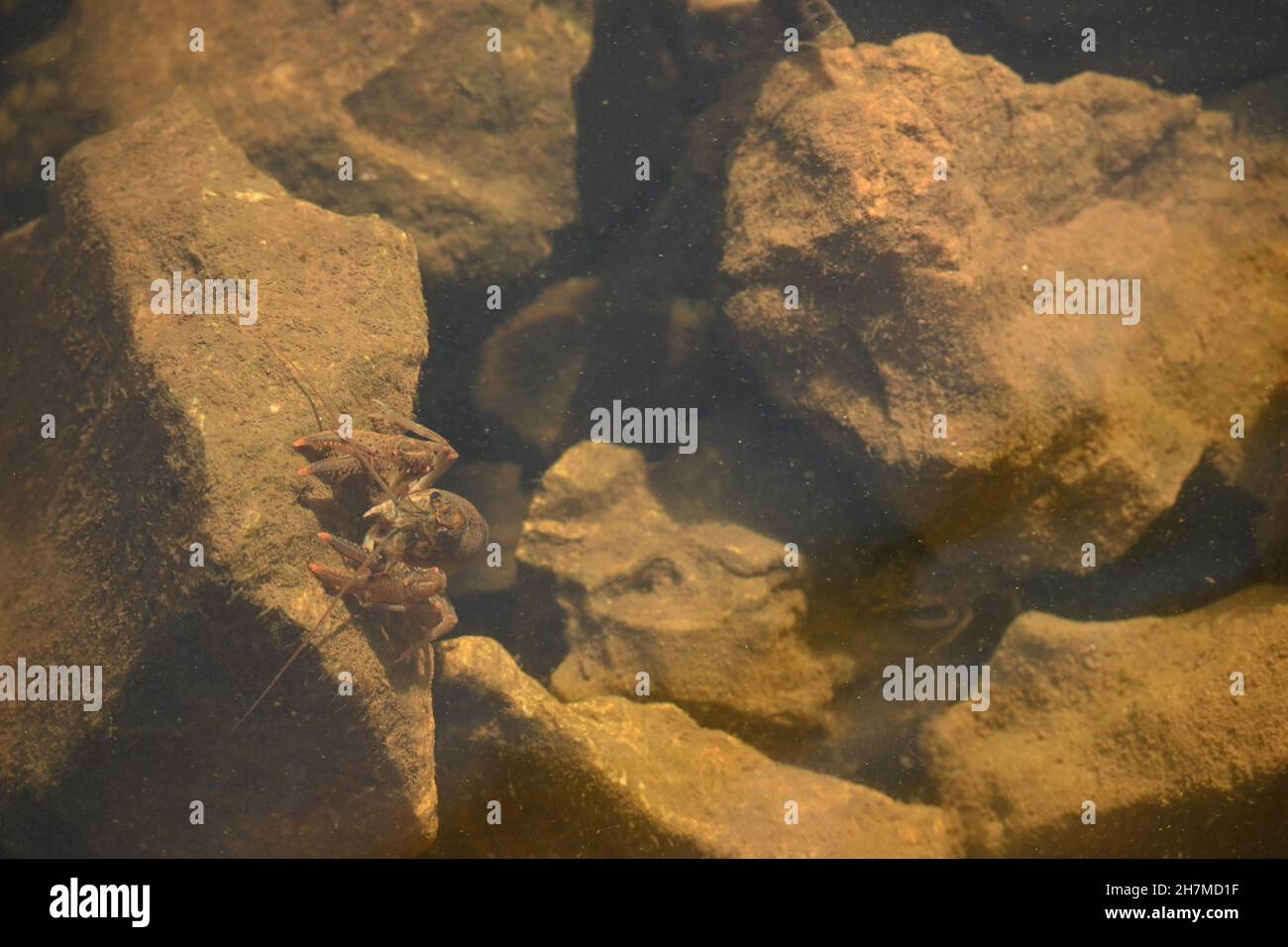 Crayfish