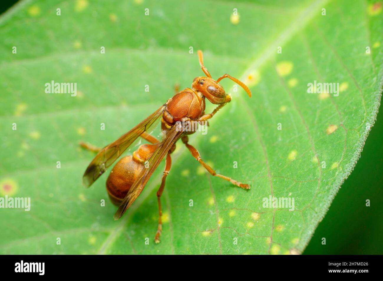 Red paper wasp, Polistes species, Satara, Maharashtra, India Stock Photo