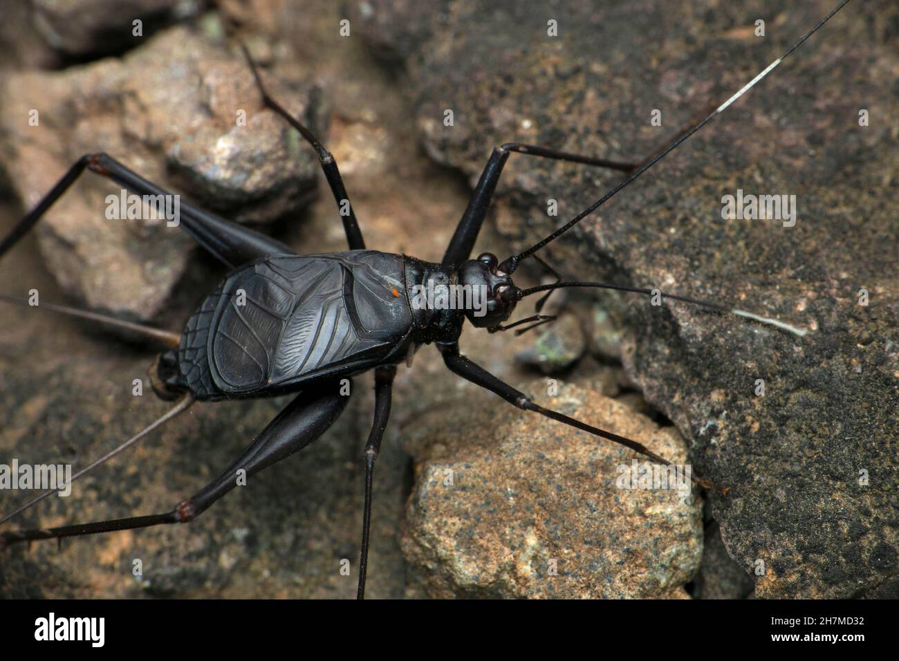 Long legged ground cricket insect, Satara, Maharashtra, India Stock ...
