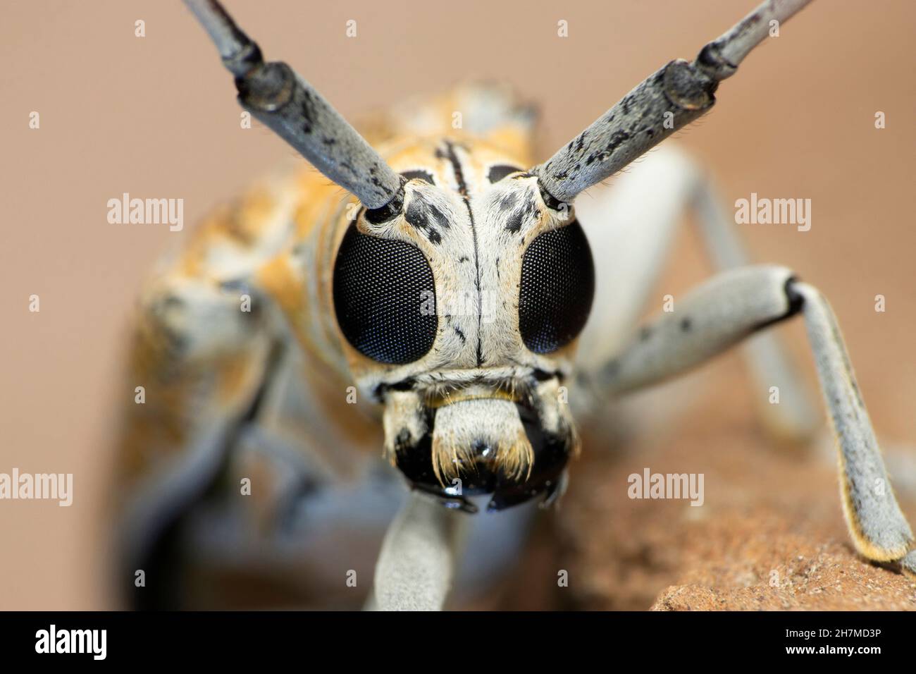 Closeup of horn beetle, Satara, Maharashtra, India Stock Photo