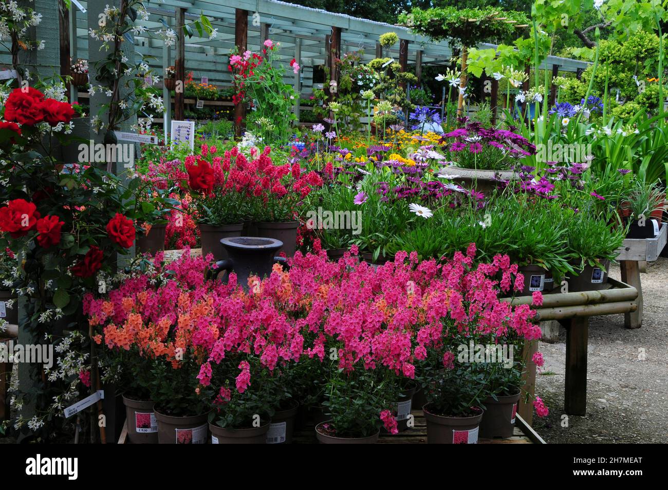 Potted plant sales display in an English garden centre Stock Photo Alamy