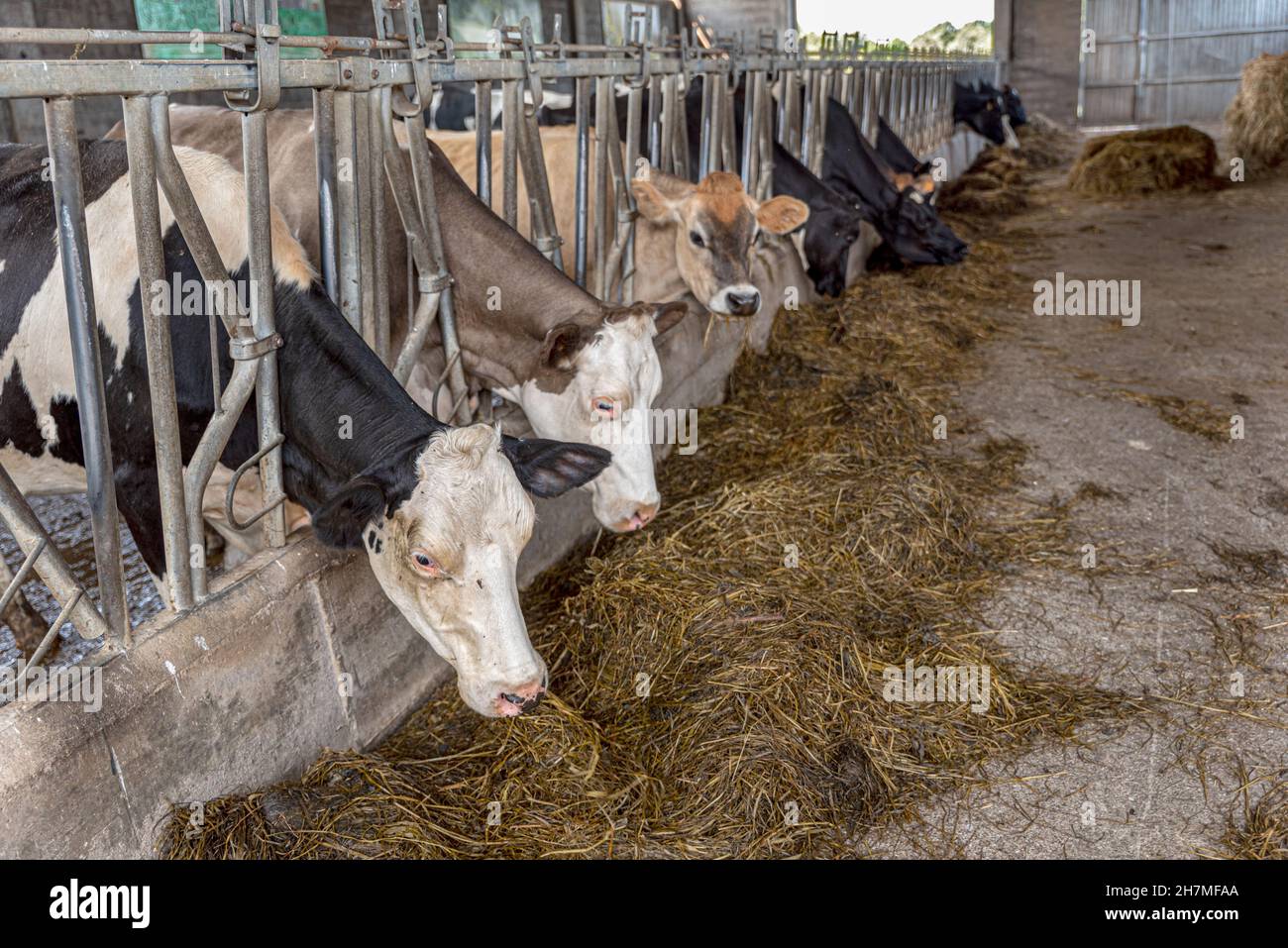 Cows in barn livestock concept hi-res stock photography and images - Alamy
