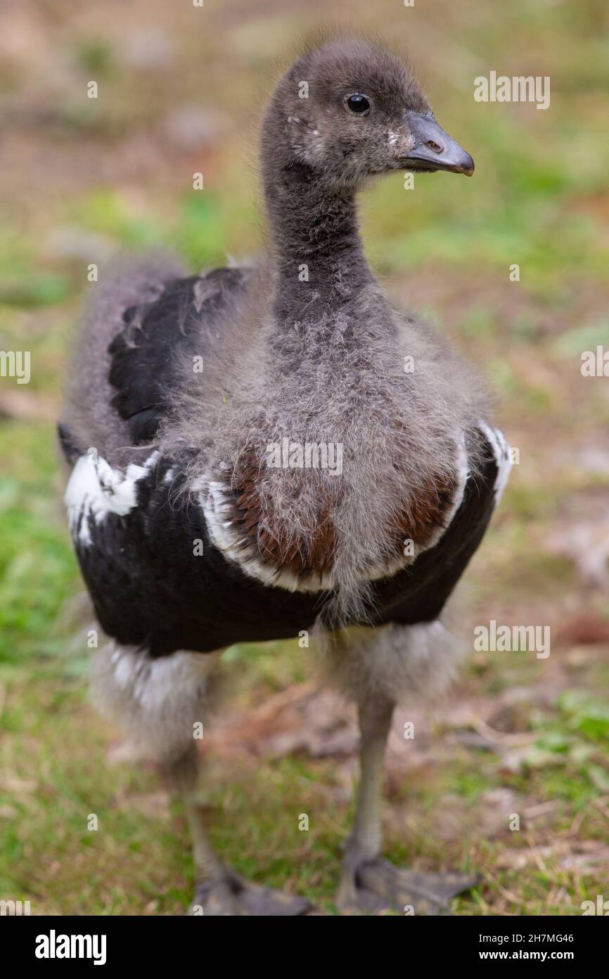 Red-breasted Goose, Branta ruficollis, gosling, young, juvenile, in transitional plumage, down to hard contour feathers emerging belly, breast, wings. Stock Photo