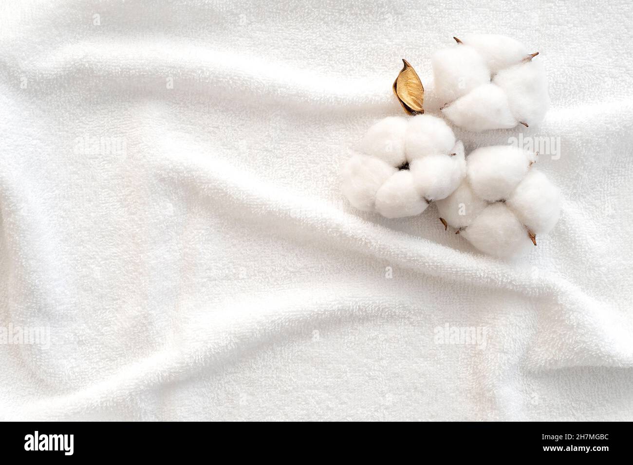 Cotton flowers on surface of white terry towel. Clean towel as texture or background. Top view. Stock Photo