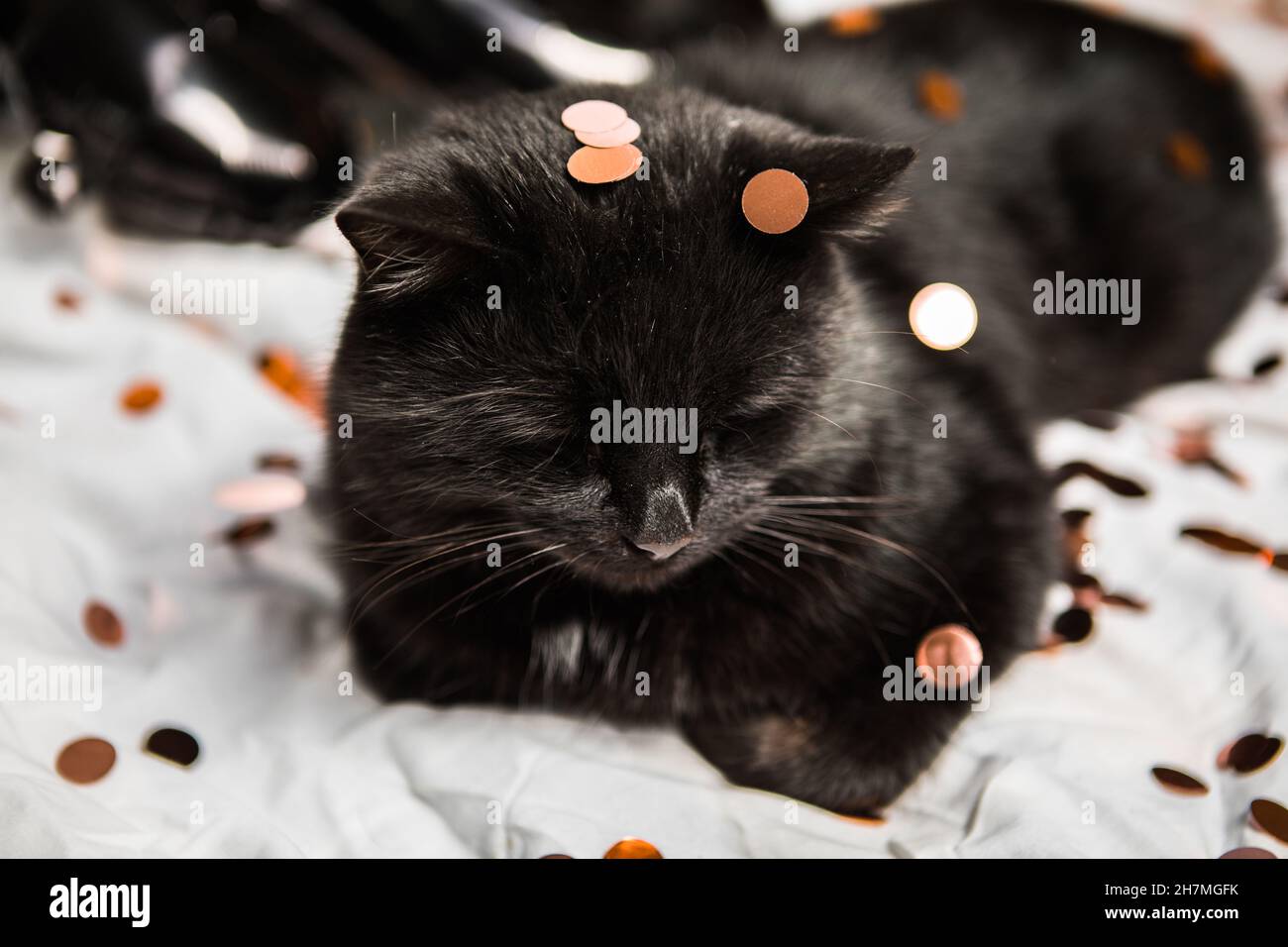 Black Cat in front of a white background Stock Photo - Alamy