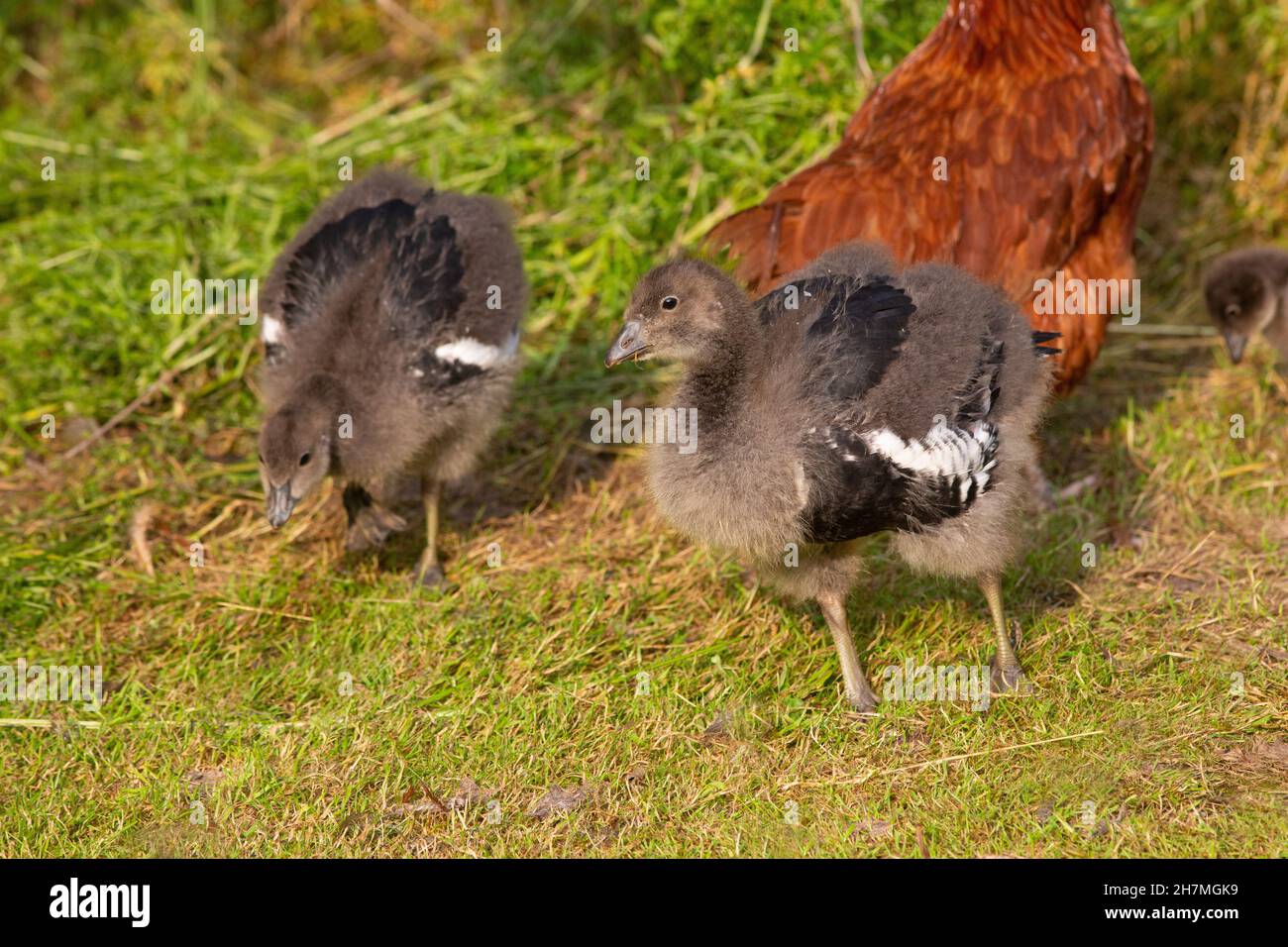 Red-breasted Geese (Branta ruficollis). Immature, juvenile birds, or goslings, 14 days old being foster reared by a domestic broody hen in background. Stock Photo