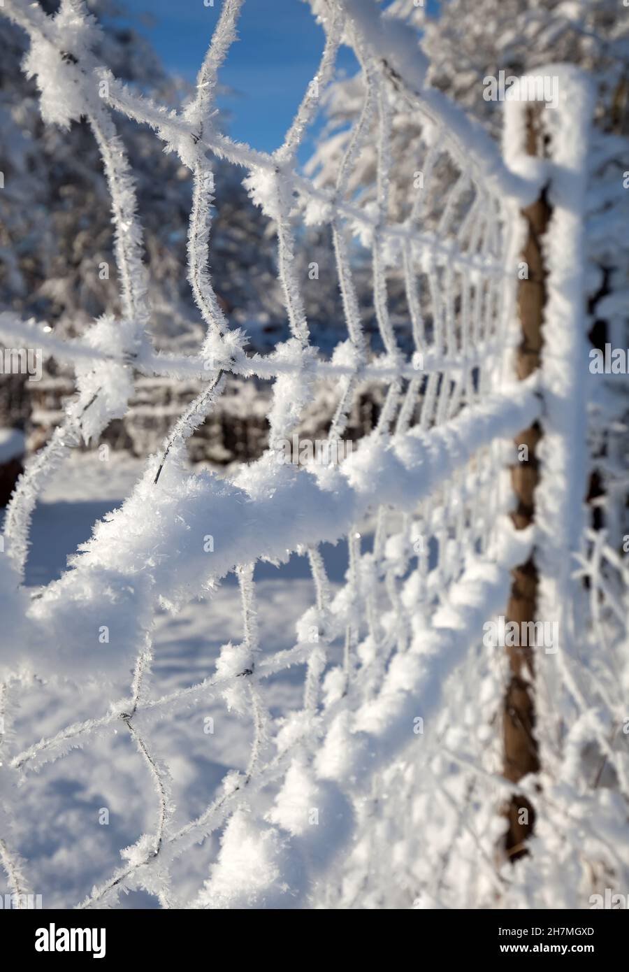 snow covered fence in the morning sun Stock Photo