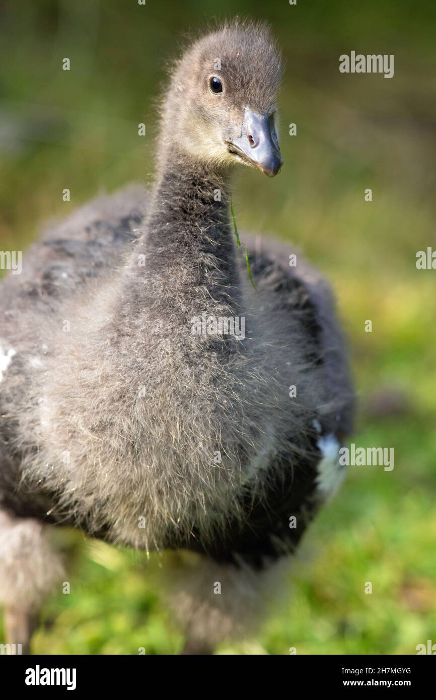 Red-breasted Gosling (Branta ruficollis). Immature, juvenile bird or  Precocial, nidifugous young. Contour feathers emerging from plumule down 14 days. Stock Photo