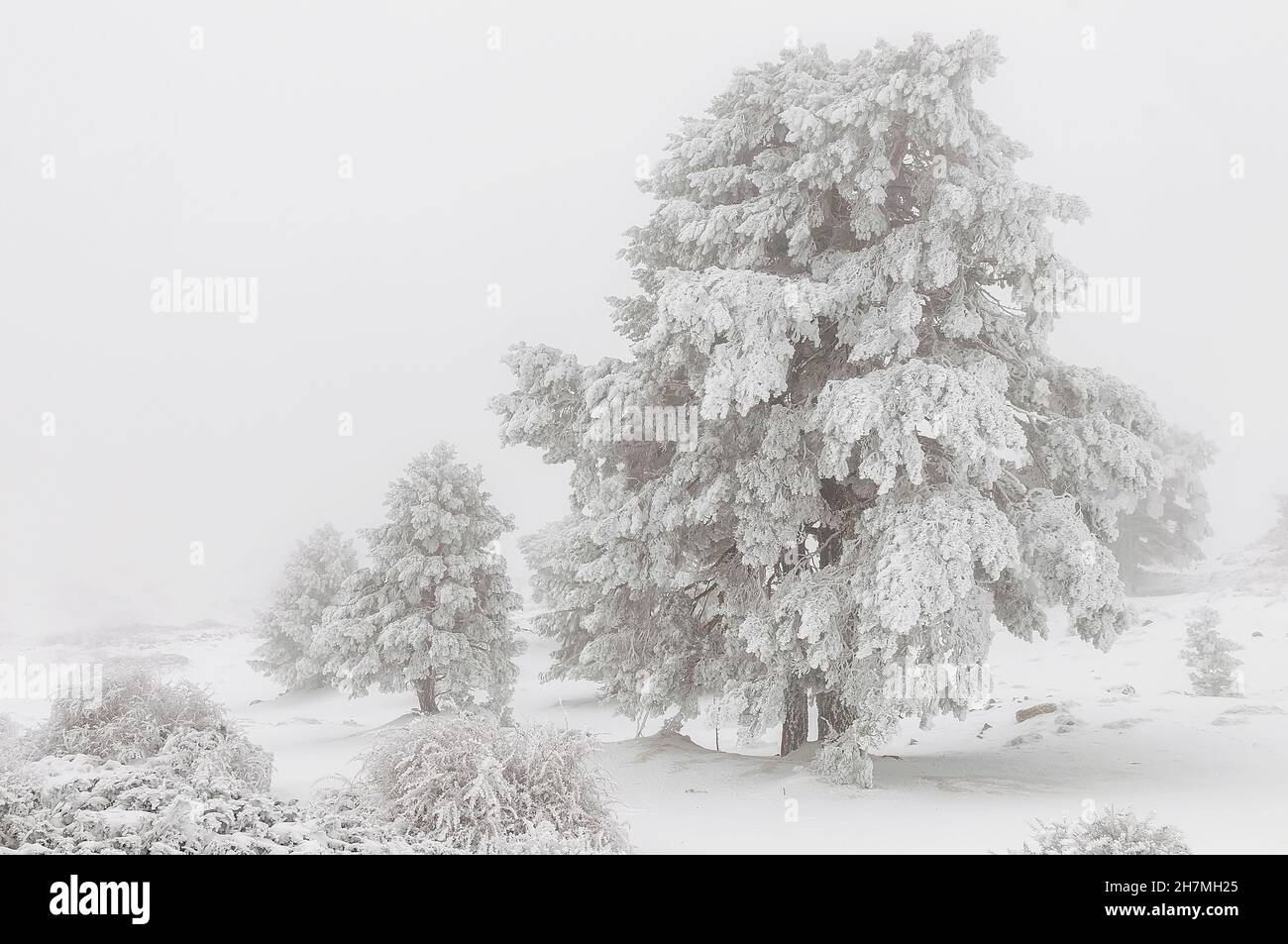 Beautiful winter landscape with snow covered trees Stock Photo - Alamy