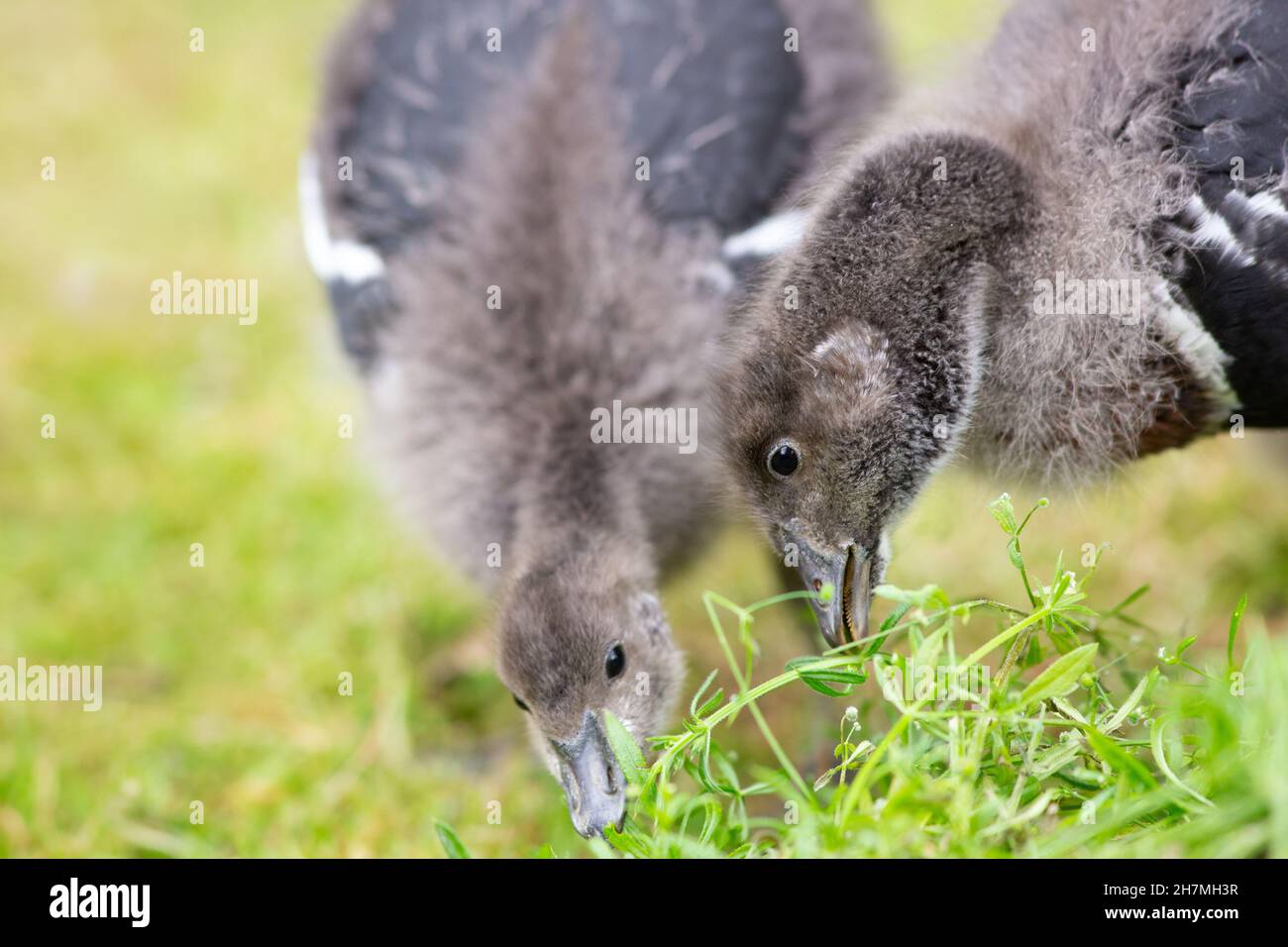 Red-breasted Geese (Branta ruficollis). Immature, juvenile birds or goslings. Feeding on supplied green flowering plant Goosegrass (Galium aparine). Stock Photo